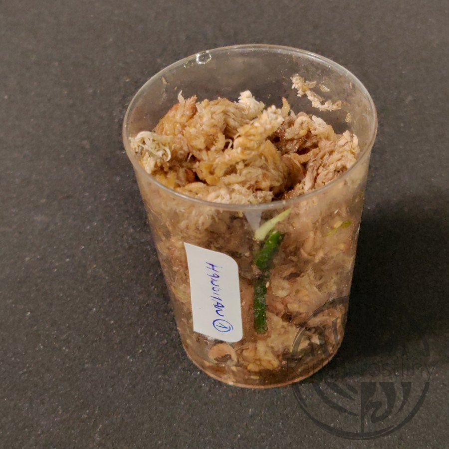 ŘÍZEK 1 Epipremnum Pinnatum hanoman sp. Bali