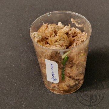 ŘÍZEK 1 Epipremnum Pinnatum hanoman sp. Bali