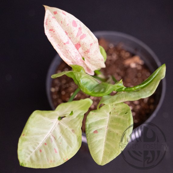 Syngonium podophyllum Milk Confetti
