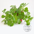 ŘÍZEK Rýmovník Plectranthus amboinicus
