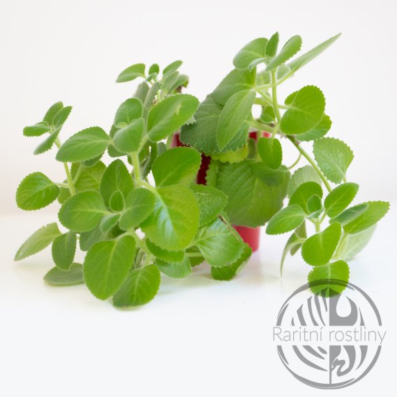 Rýmovník Plectranthus amboinicus
