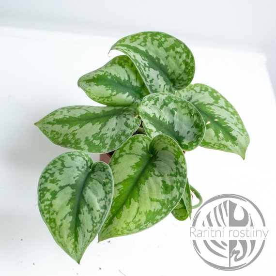 Scindapsus Extica