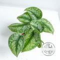 Scindapsus Extica řízek