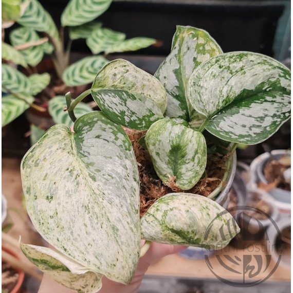 Scindapsus Peasun