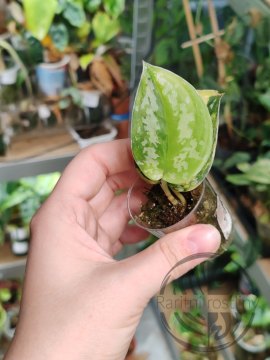 Scindapsus sentarum variegated