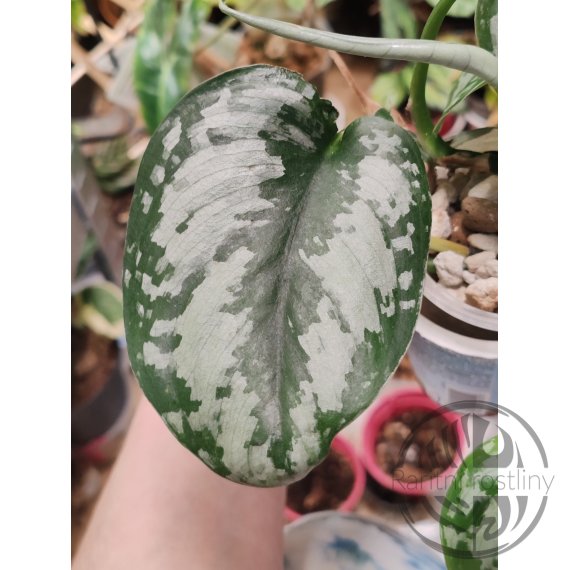 Scindapsus Silvery Princess řízek