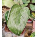 Scindapsus Silver Splash rizek