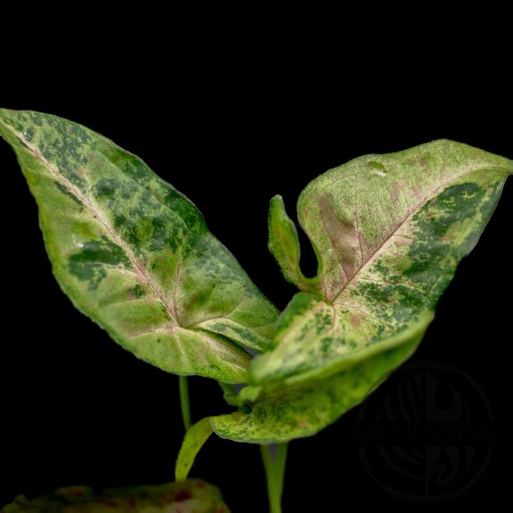 Syngonium Confetti Tricolor