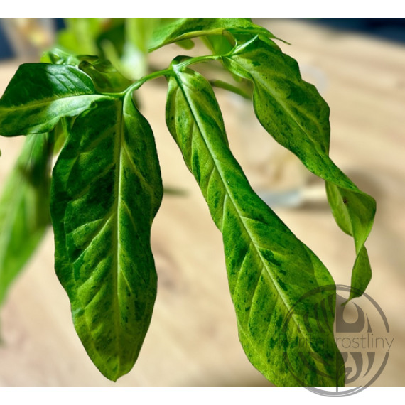 Syngonium Angustatum Marble Panther
