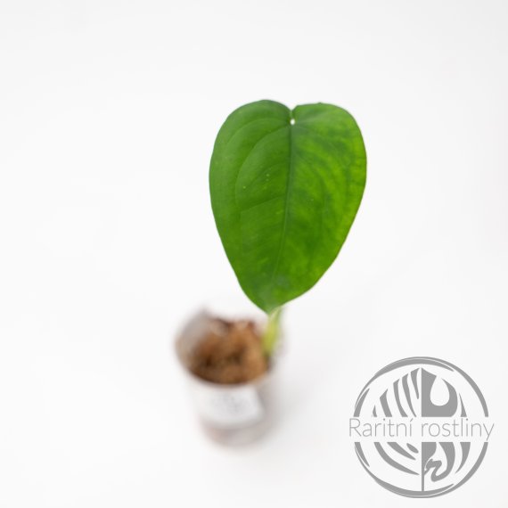 Syngonium Chiapense dark