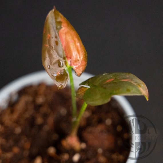 Syngonium Dark Pink Splash Fat Leaves