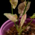Syngonium Jade Unicorn