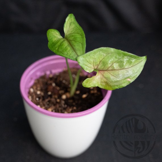 Syngonium Matcha Sprinkle