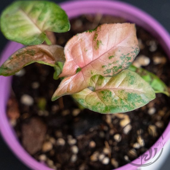 Syngonium Pink Flackled