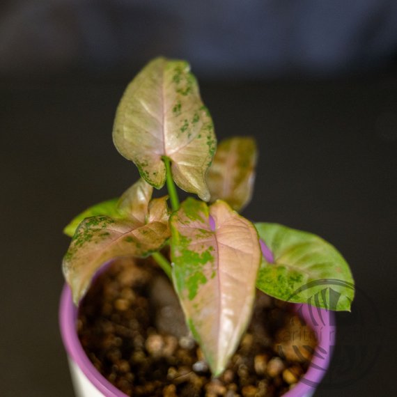 Syngonium Pink Fleckled