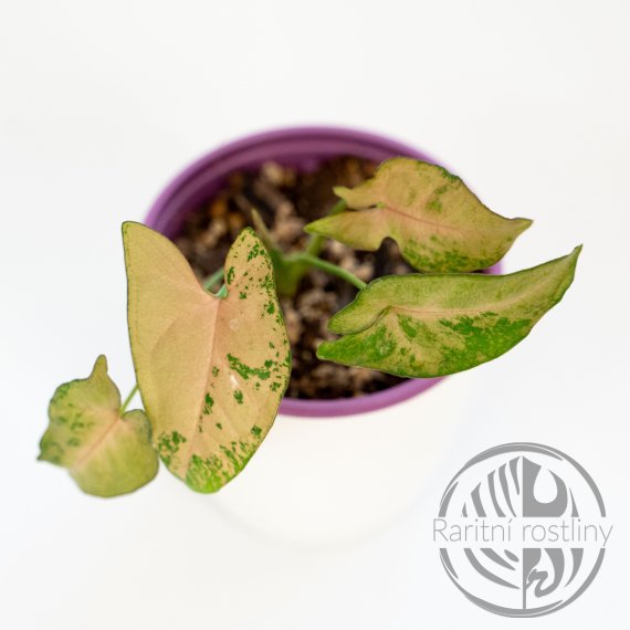 Syngonium Pink Fleckled