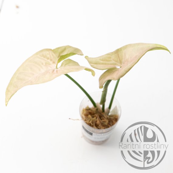 Syngonium Pink Pearl