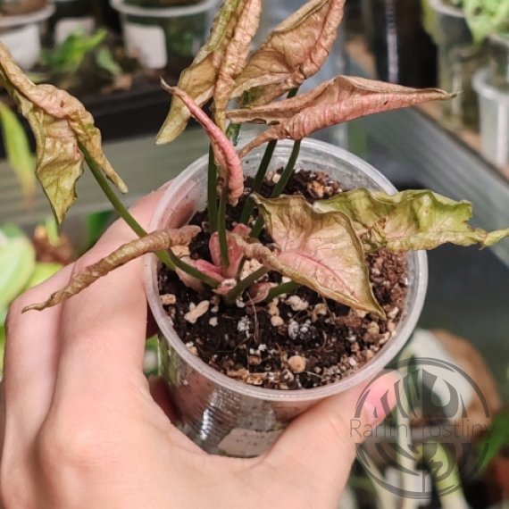  Syngonium Pink Rolli 