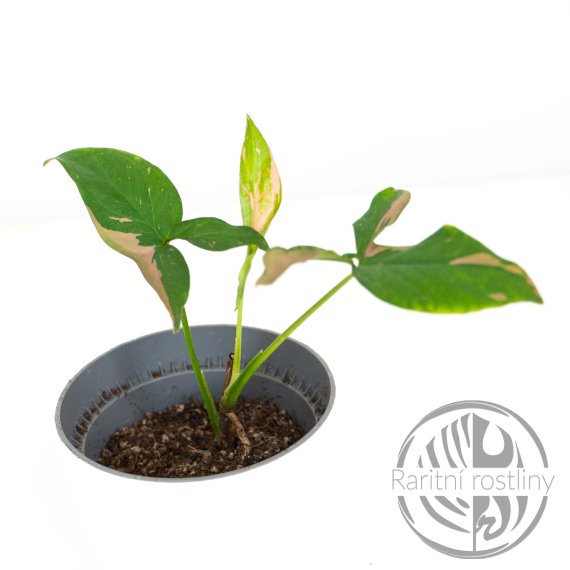 Syngonium Pink Splash