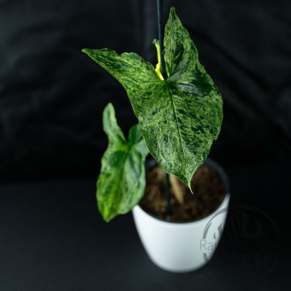 Syngonium podophyllum Mojito ŘÍZEK