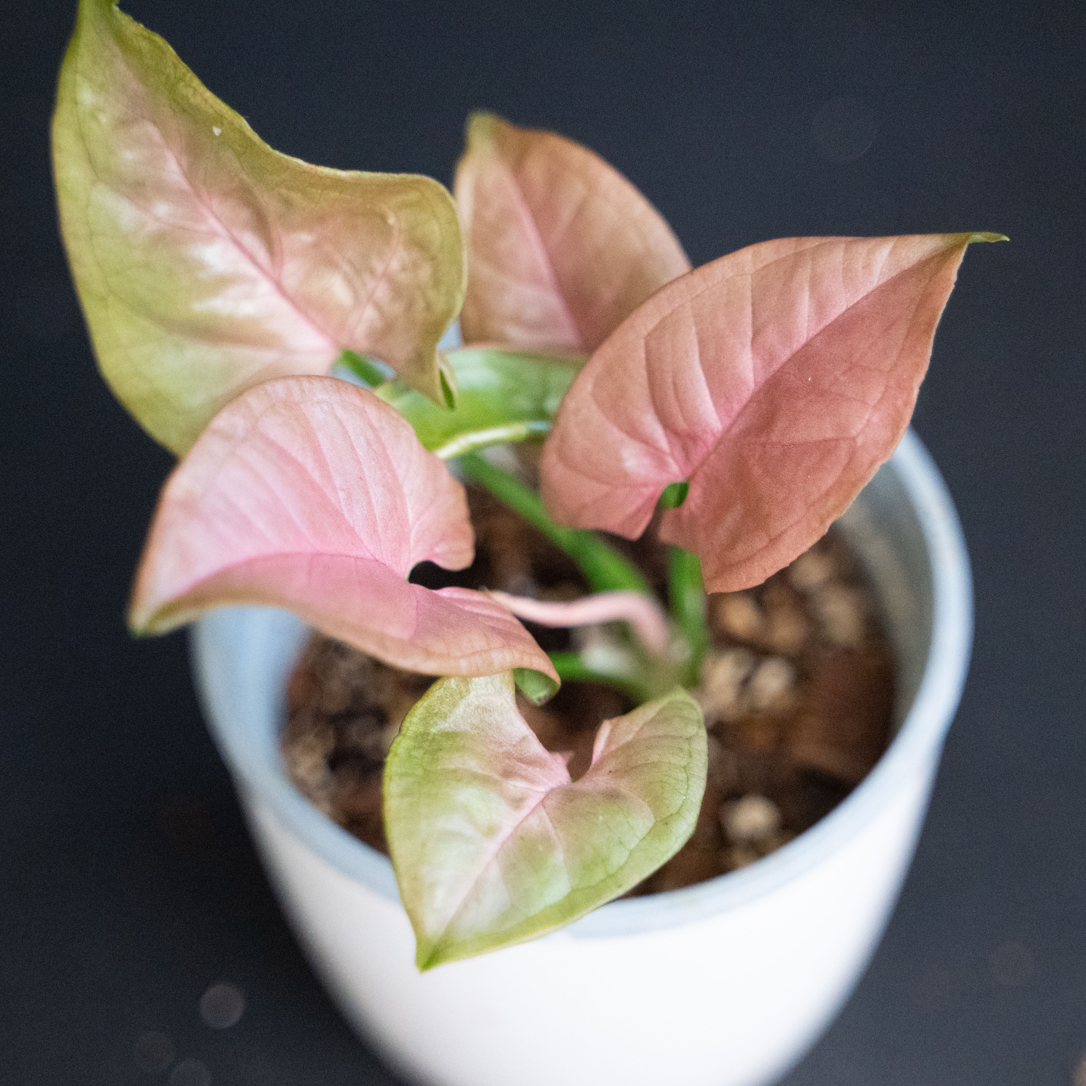 Syngonium podophyllum Neon Pink ŘÍZEK