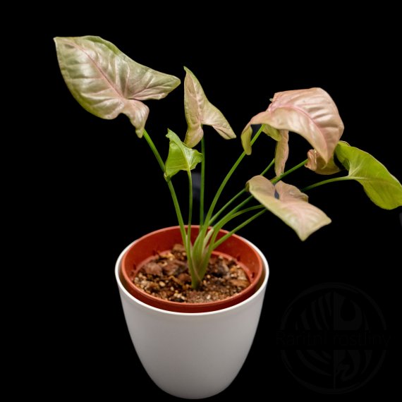 Syngonium podophyllum Neon Pink