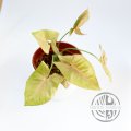 Syngonium podophyllum Neon Pink