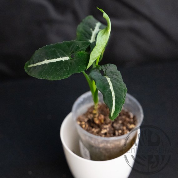 Syngonium podophyllum Wendlandii