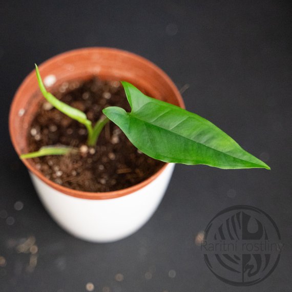  Syngonium Trileaf Wonder