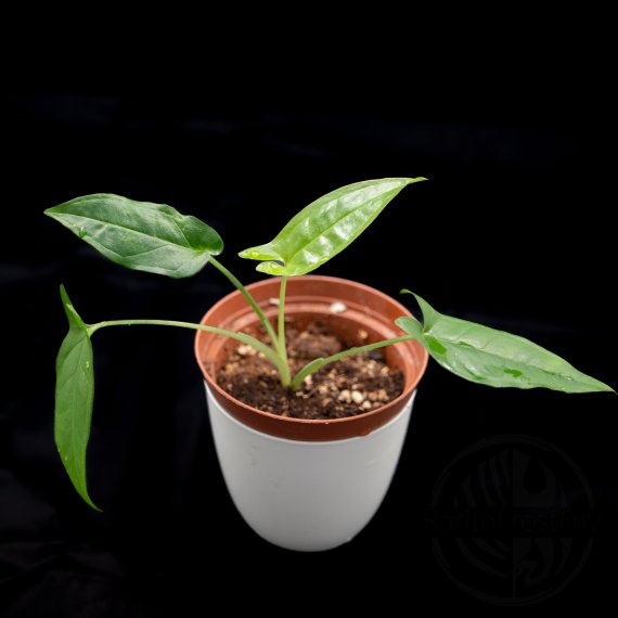  Syngonium Trileaf Wonder