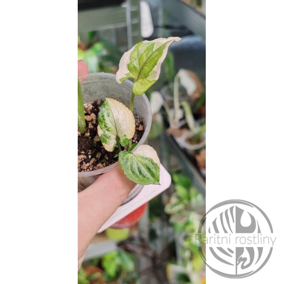 Syngonium White Princess