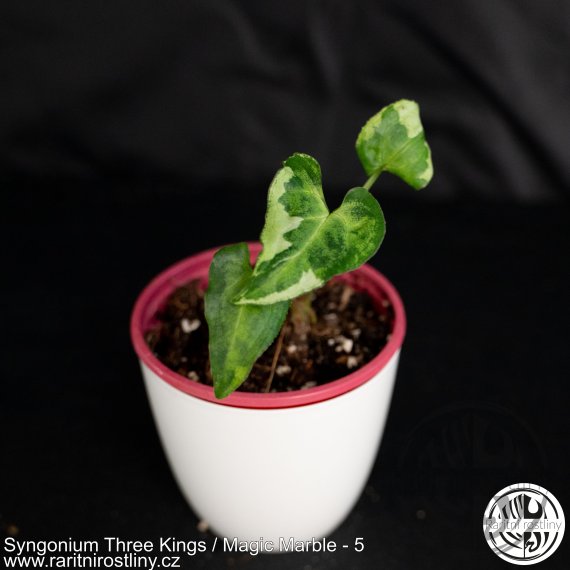 Syngonium Three Kings / Magic Marble