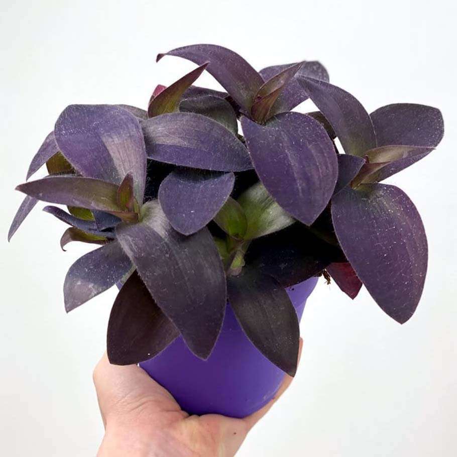 Tradescantia Pallida řízek