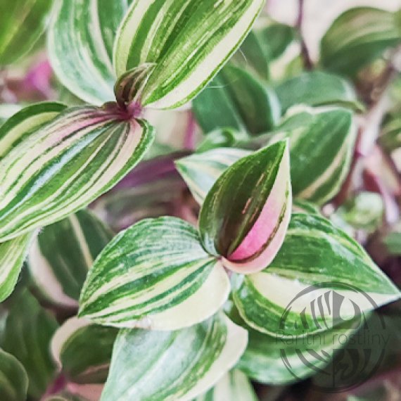 Tradescantia Quadricolor