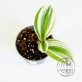 Tradescantia - White Nanouk řízek