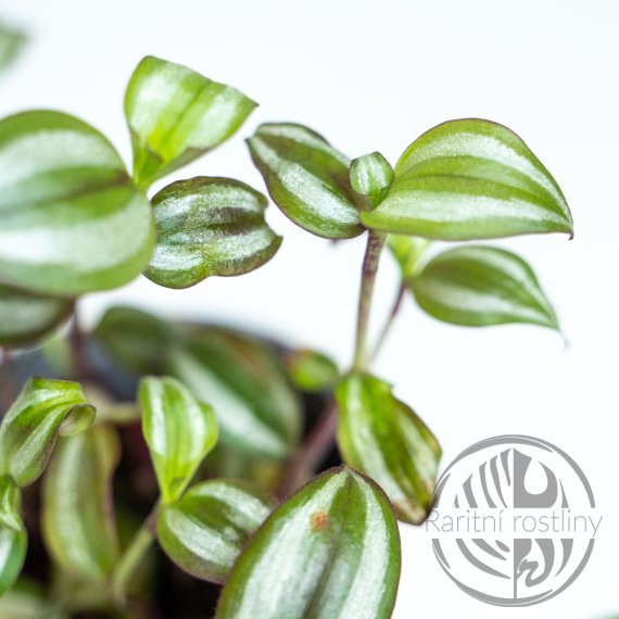 Tradescantia Zebrina ŘÍZEK