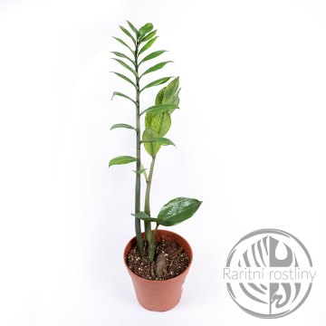 Zamioculcas Chameleon