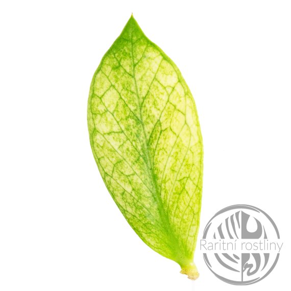 Zamioculcas Chameleon ŘÍZEK (list)