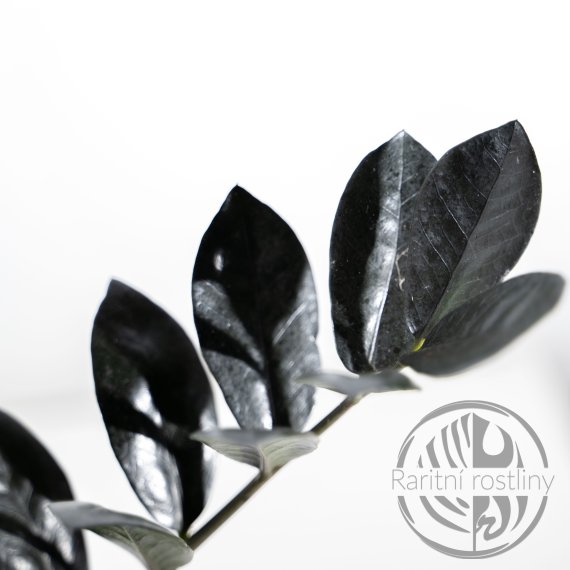ŘÍZEK - Zamioculcas Raven Black čerstvý list