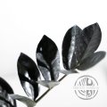 ŘÍZEK - Zamioculcas Raven Black čerstvý list
