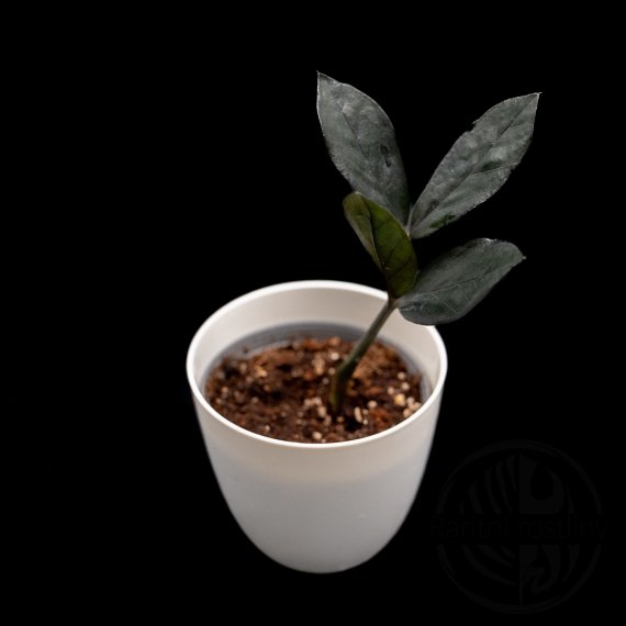 Zamioculcas Raven Black