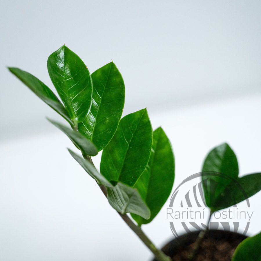 ŘÍZEK Zamioculcas zamiifolia list