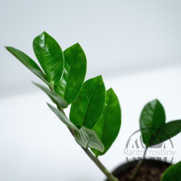 ŘÍZEK Zamioculcas zamiifolia list