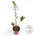 Zamioculcas zamiifolia