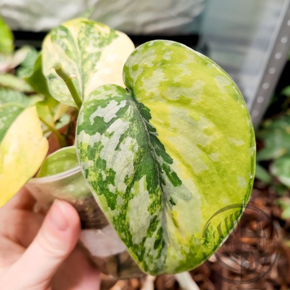 Scindapsus sentarum variegated