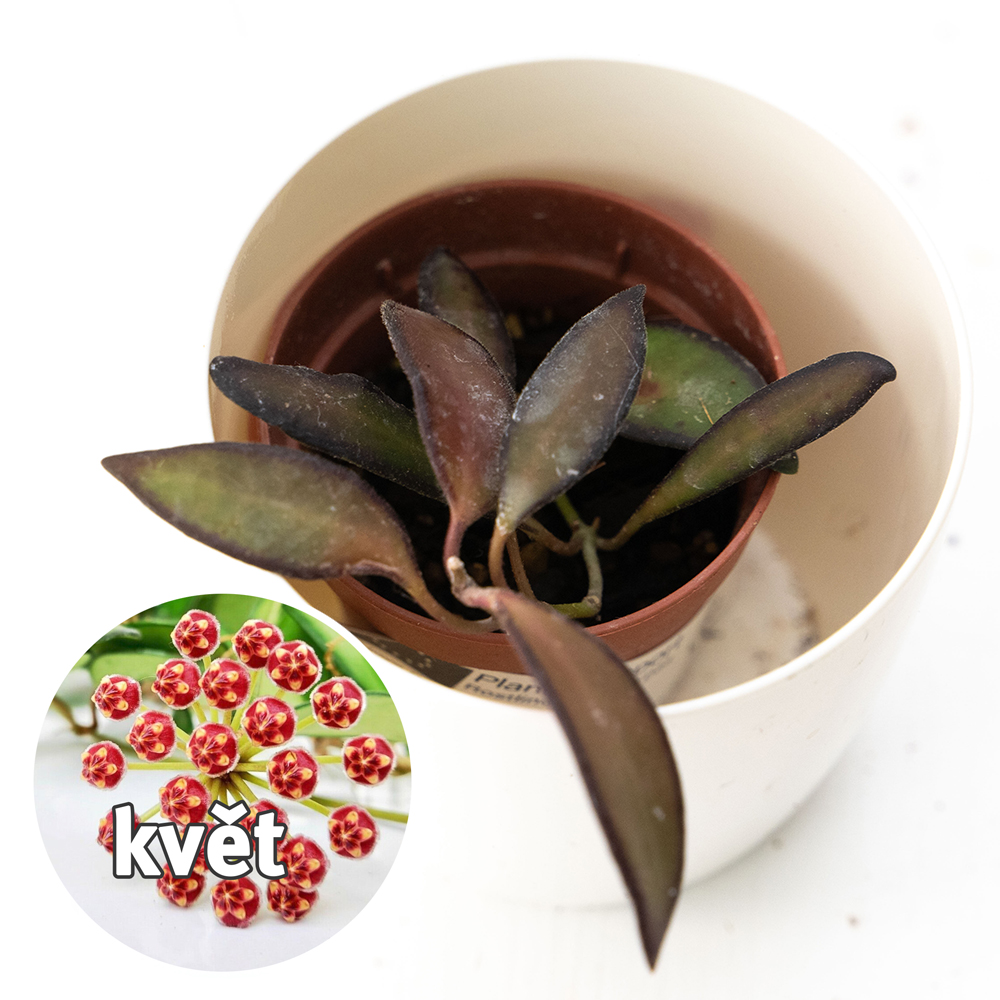 Hoya Rosita ŘÍZEK
